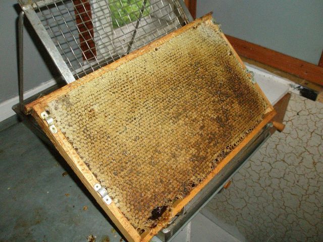 nádherně plný, zavíčkovaný plást medu